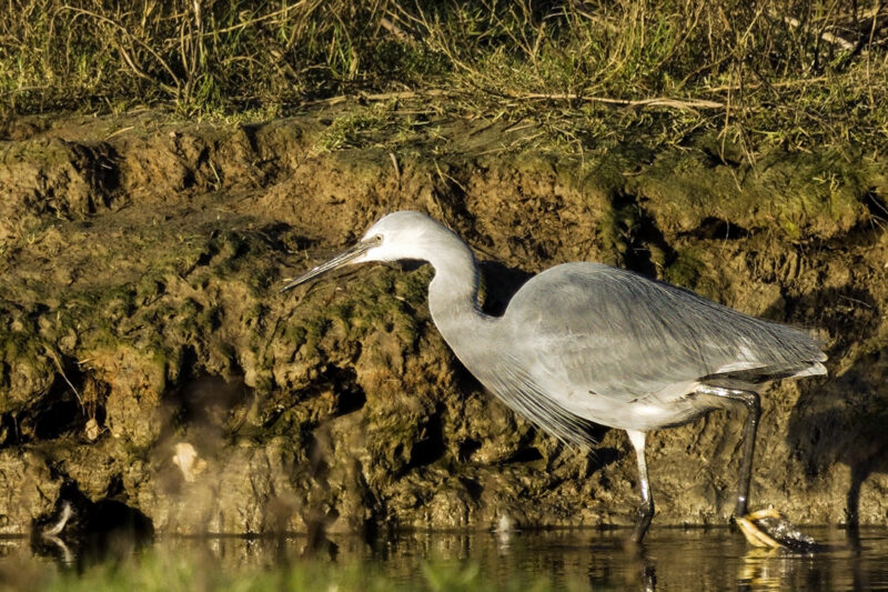 Hybride Aigrette garzette x des récifs